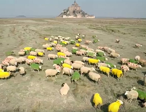 100 moutons colorés au Mt St Michel